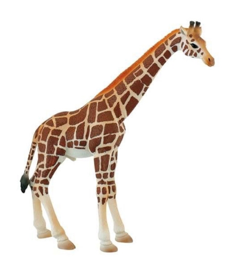 Imagine Girafa mascul